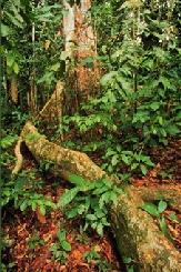 bananitotree.jpg - 15921 Bytes