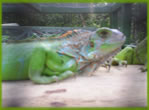 Iguana