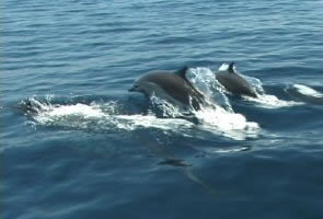 Common Dolphins