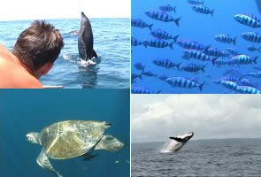 Whales, dolphins and tourtles