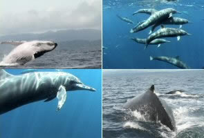 Whales and dolphins