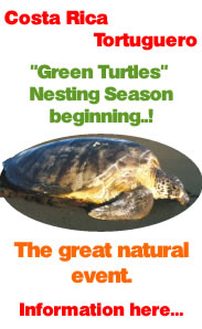 Green Turtles nesting Season