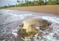 Tortuguero, Costa Rica