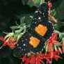 Butterfly Photo