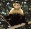 Monkey looking at you!