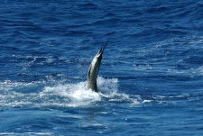 Sport Fishing Ocotal -  Sailfish