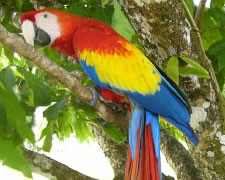 Ara Macaw