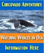 Corcovado Adventures - Watching Whales in Osa
