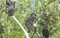 Wide beaches, coconut trees, mangrove swamps, pelicans and vultures are part of the lush wilderness.