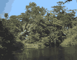 Forest in Barra del Colorado is dense and evergreen.