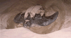 Leatherback turtle digging its nest on the beach, an amazing sight to see.