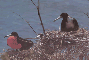 Bola�os Island is the only nesting grounds for the frigatebird.