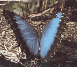 Morpho Butterfly