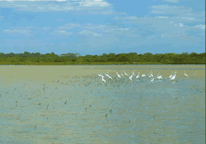 Lake Caño Negro is a spill-off site of the river Frío