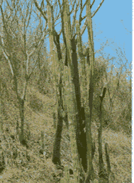 A frequent combination at Ostional, cacti & deciduous trees.