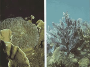 The underwater world of cahuita consists of different species of coral, anemones and sea fans.