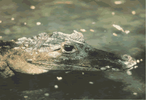 Cayman thrives at Caño Negro thanks to serious conservation efforts