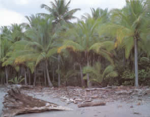 A lovely combination of coconut palms and coco plums fringe curu beach.