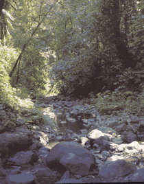 Numerous palm groves and shady forests are part of the natural world in Golfito
