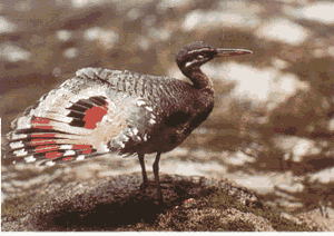 The great sunbittern can be observed in the ravines