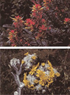 Castilleja Irazuensis and Senecio Firmipes are two very beautiful species.