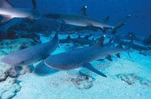 Hammerhead Sharks