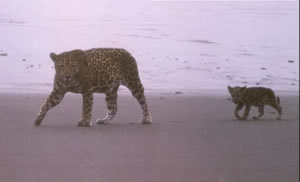 The vast expanse of the forest enables large mammals like the jaguar to live here.