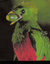 Quetzal eating it's favourite food, aguacatillo.