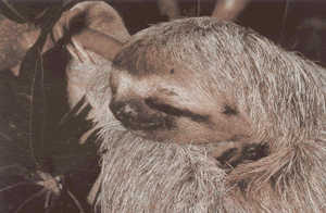 The three toed sloth lives, feeds and mates on the trees.