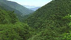Vegetation at high altitudes grows small and evergreen