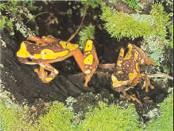 The "hyla geoffroyi" or tree frog with its brilliant colours.