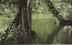 Typical vegetation in Tortuguero. In the background are hollio palm trees and in the foreground epiphytes growing on the trunk of large trees.