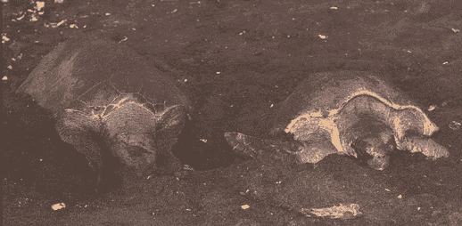 Ostional Wildlife refuge is one of the most important nesting sites in the world for the olive ridley turtle.