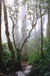 Rain Forest
