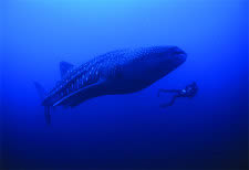 SCUBA Diving Ocotal - Whale Sahrk
