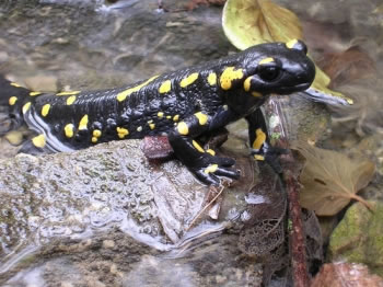 Sceloporus Malachiticus lizard lives in La Amistad (Salamander)
