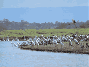 Wood Storks, with their black heads stand out among other birds