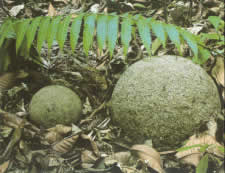 Rock spheres made by ancient natives.
