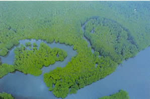 The Corcovado mangrove swamp lies at the mouth of the rivers Llorona and Sirena