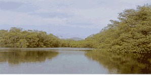 The tamarindo mangrove.