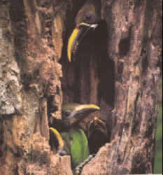 The emerald toucanet is one of the smallest toucans of Costa Rica