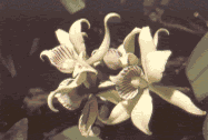 Several species of orchids grow in abundance in tortuguero.