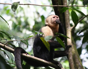 HIKING AT CORCOVADO