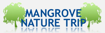 Mangrove Nature Tour